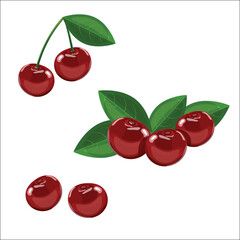 Cherries with leaves. Vector illustration of  cherry berries and bunches of cherry isolated on a white background. Juicy and sweet tiny red cherry vector illustration in cartoon style