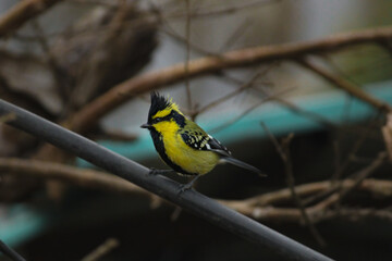 Bird watching in Naukuchiatal, Uttarakhand, India