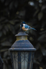 Bird watching in Naukuchiatal, Uttarakhand, India