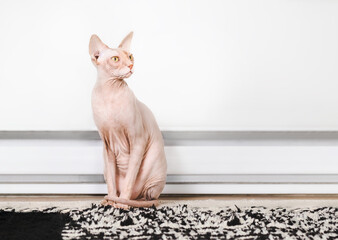 Sphynx cat sitting by heater warming up. Front view of hairless cat enjoying the heat from the baseboard heater with tailed wrapped around. Solid red naked male cat with yellow eyes. Selective focus.