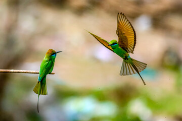 little green bee eater on the branch, bee eater with prey, beautiful green bee eaters 