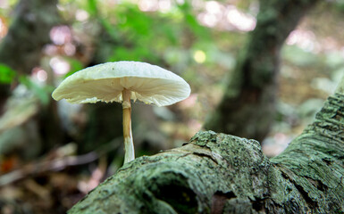 mushrooms in the wood forest