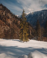 Trees on of Snowy land with Austria Mountains Alps in Hallstatt, Austria, vertical shot