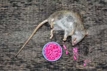 Rat poisoned by toxic bait