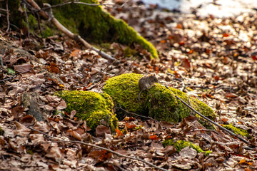 Naklejka na ściany i meble Mouse in the forest, spring time