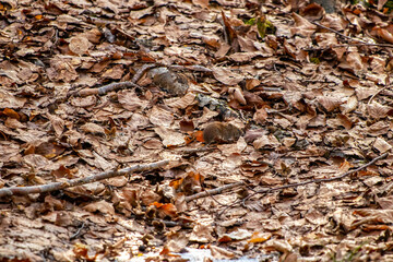 Mouse in the forest, spring time