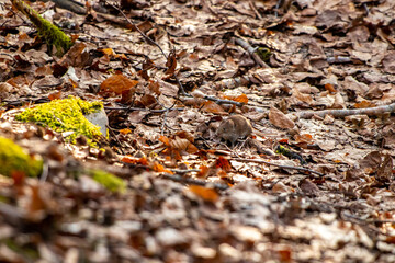 Mouse in the forest, spring time