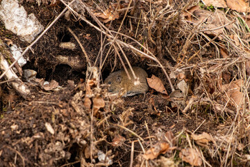 Mouse in the forest, spring time