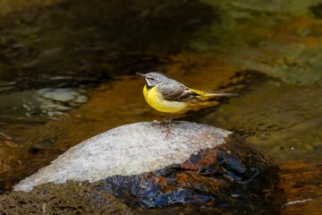Close-up of the grey wagtail (Motacilla cinerea) hunting by a mountain stream