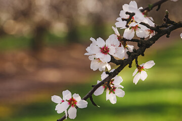 Blooming almond tree branches at spring.