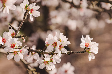 Close-up of blooming almond tree branches. Spring blossom.