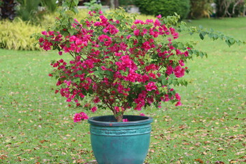 Fototapeta na wymiar Bougainvillea glabra, the lesser bougainvillea or paperflower, is the most common species of bougainvillea used for bonsai. The epithet 'glabra' comes from Latin and means 