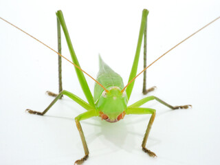 こちらを向いているクビキリギス