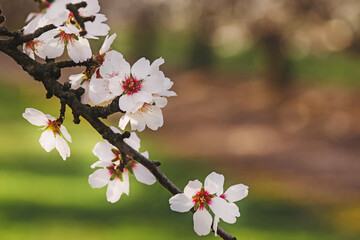 Blooming almond tree branches at spring.