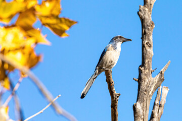 a scrub jay perched on a tree branch.