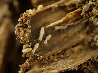 朽ち木のうらに潜むシロアリたち