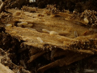 シロアリに食べられてぼろぼろの木