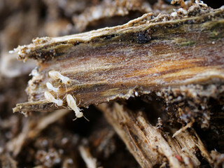 前のシロアリについて行っているシロアリたち