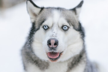 snow dog Husky in the snow on the background of the forest, snowy forest and dog