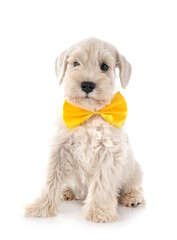 puppy miniature schnauzer in studio