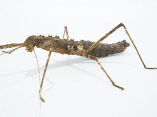 枝に擬態できる色のトゲナナフシ