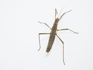 普通のナナフシよりも体が太いトゲナナフシ