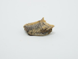 ハラビロカマキリの卵鞘