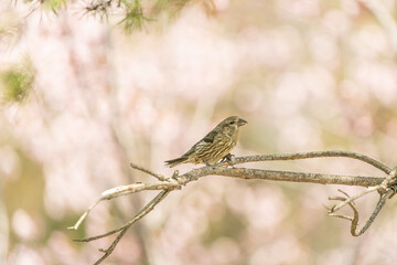 北海道の春、桜とイスカ