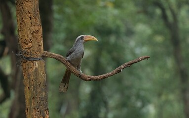 Malabar grey hornbill having fruits with beautiful background at Coorg,Karnataka,India
