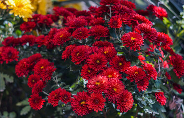Red flowers