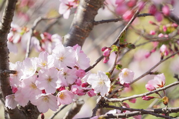 桜