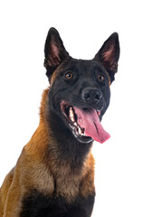 malinois in studio