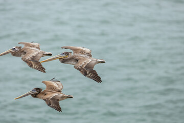 Pelicans flying over San Francisco Bay, fog, California, USA