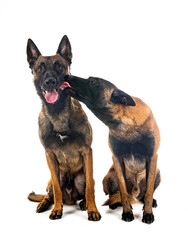 malinois in studio