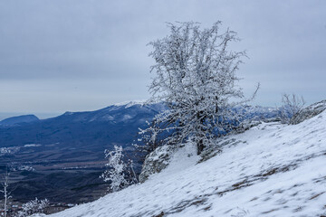 Bush frozen in ice on Demerdzhi mountain slope in spring. Crimea