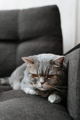 Angry offended cat lying on sofa. Gray fluffy sad pet looking at camera indoors