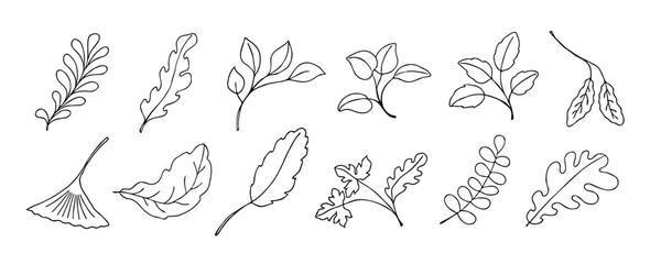 Leaves vector sketch set. Hand drawn decorative elements
