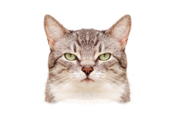 An angry cat symmetrical portrait like a passport photo, close up, isolated on a white background....