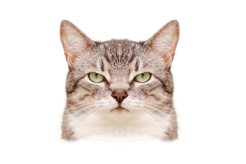 An angry cat symmetrical portrait like a passport photo, close up, isolated on a white background. Portrait of an adult pet