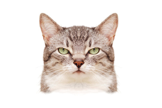 An angry cat symmetrical portrait like a passport photo, close up, isolated on a white background. Portrait of an adult pet