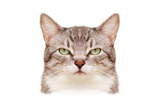 An angry cat symmetrical portrait like a passport photo, close up, isolated on a white background. Portrait of an adult pet