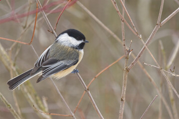 Black-capped Chickadee Perched in Winter Dogwood