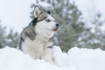snow dog Husky in the snow on the background of the forest, snowy forest and dog