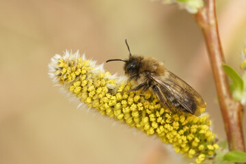 Closeup on an endangered female Nycthemeral miner solitary bee, Andrena nycthemera sitting on a yellow Willow pollen twig