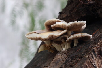 a group of mushrooms on a tree