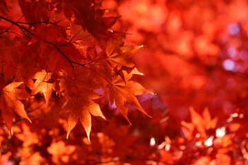 赤いモミジ