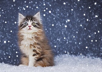 Winter Kitty