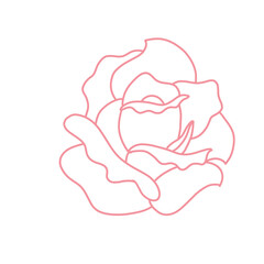 Rose Flower
