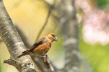 北海道の春、イスカ
