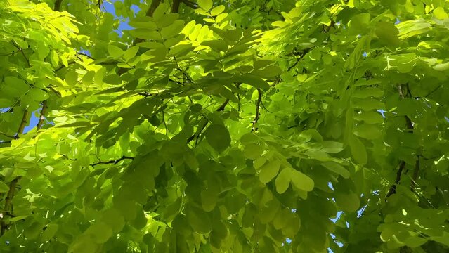 Green leaves against the blue sky